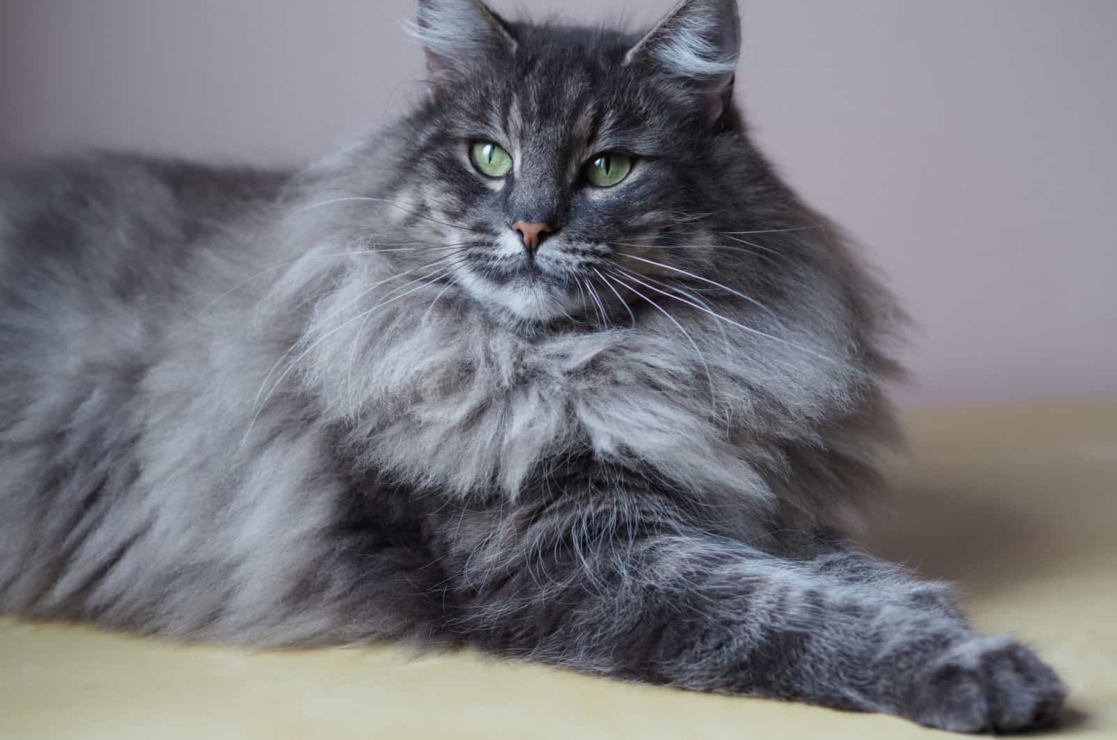Grey Norwegian Forest Cat
