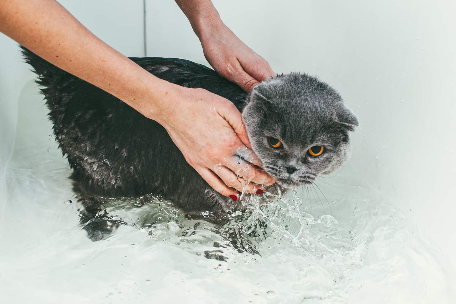 Grey Scottish fold cat takes a bath