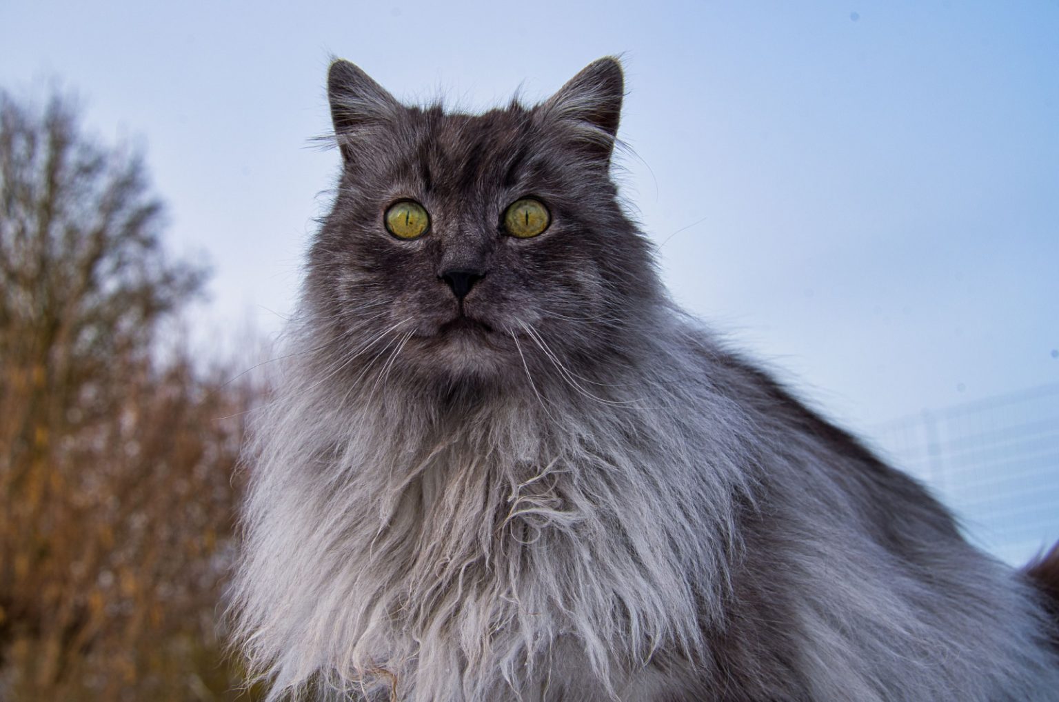 Top 18 Long Haired Cat Breeds: Grey Stunners (With Pictures)