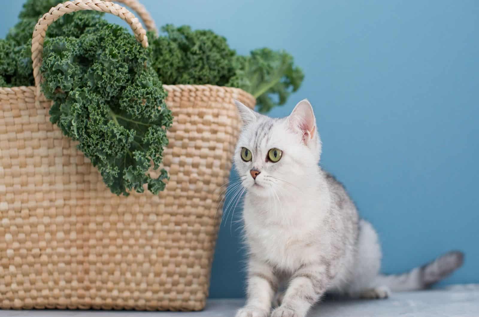 Grey cat and green curly kale salad in straw eco bag