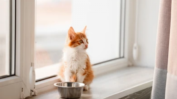 How Long Can Kittens Go Without Food? Everything You Need To Know!