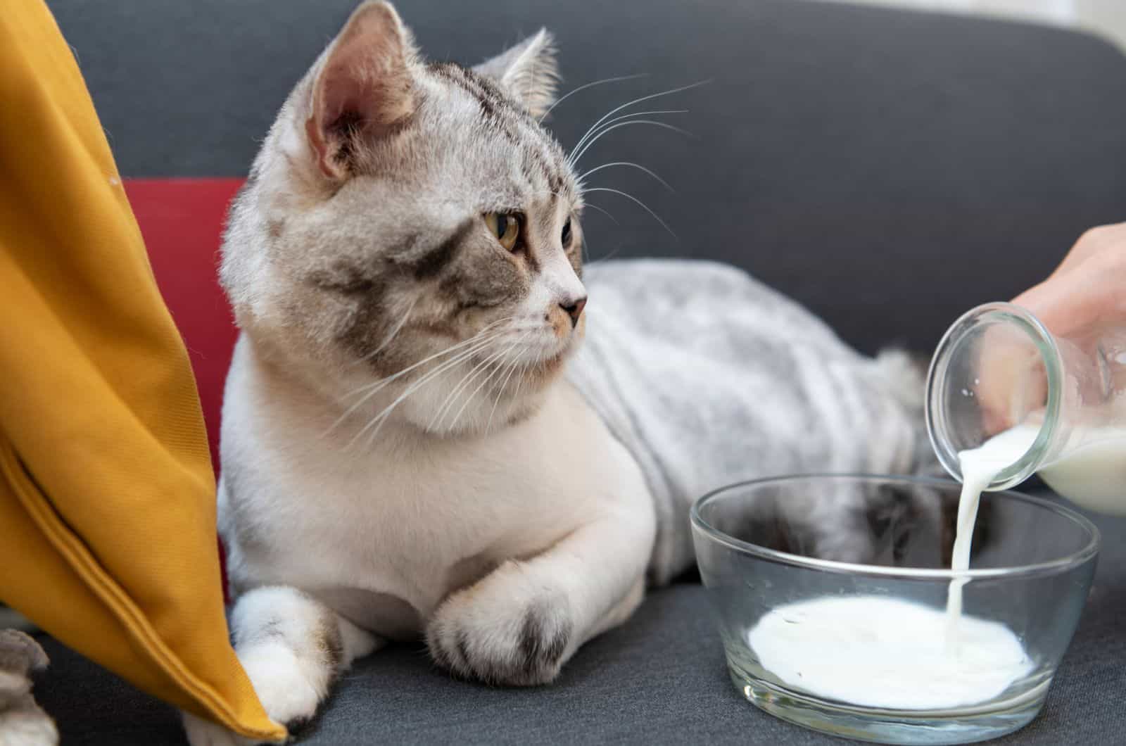 Human pouring milk into glass bowl next to cat