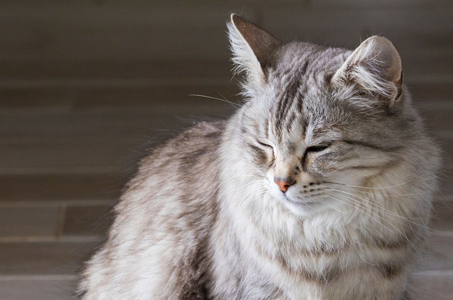 10 Short Legged Cat Breeds – Munchkin & The Feline Gang