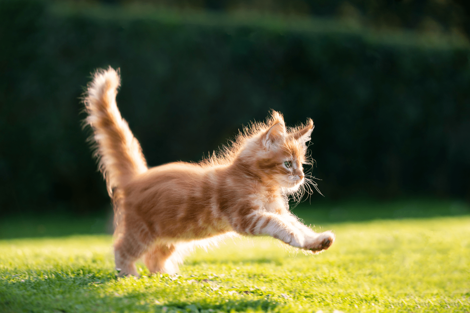 Maine Coon kitten running around the garden