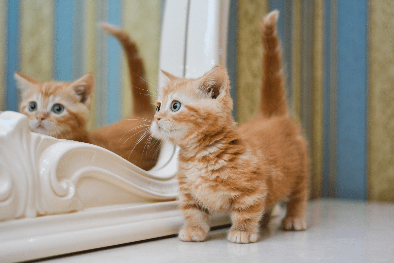 Munchkin Cat kitten is standing next to the mirror
