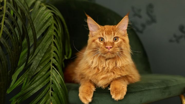 Orange Maine Coon – All About This Fascinating Color