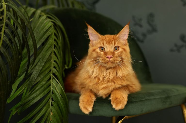 Orange Maine Coon