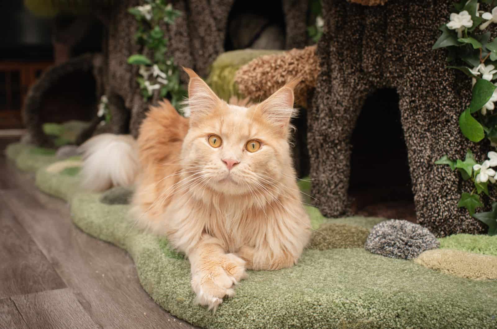 Orange Maine Coon posing for photo in nature