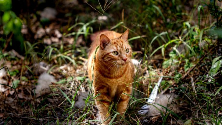 Orange Tabby Cat – 23 Facts About These Gorgeous Kitties
