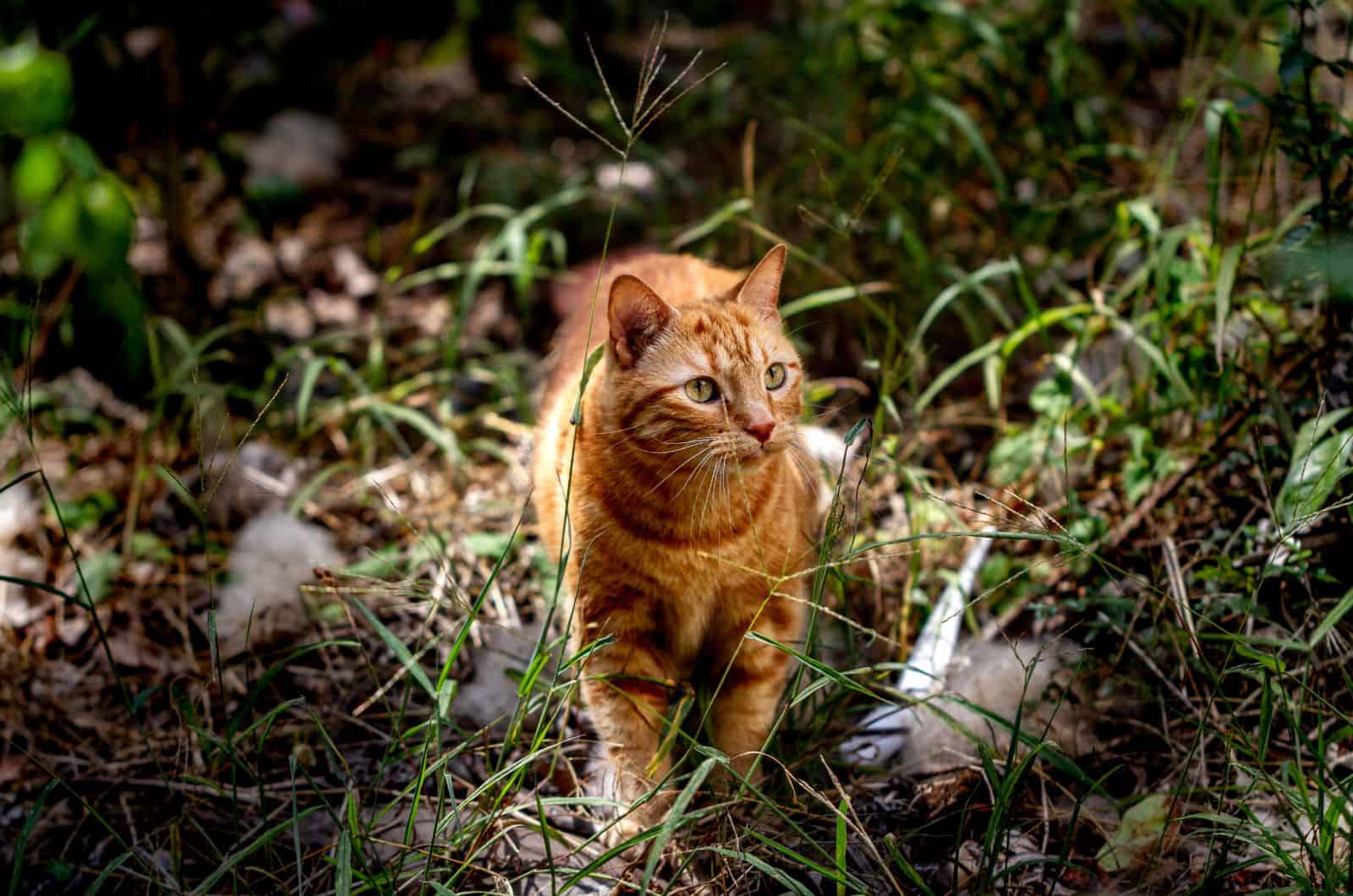 Tabby Cat walking outside