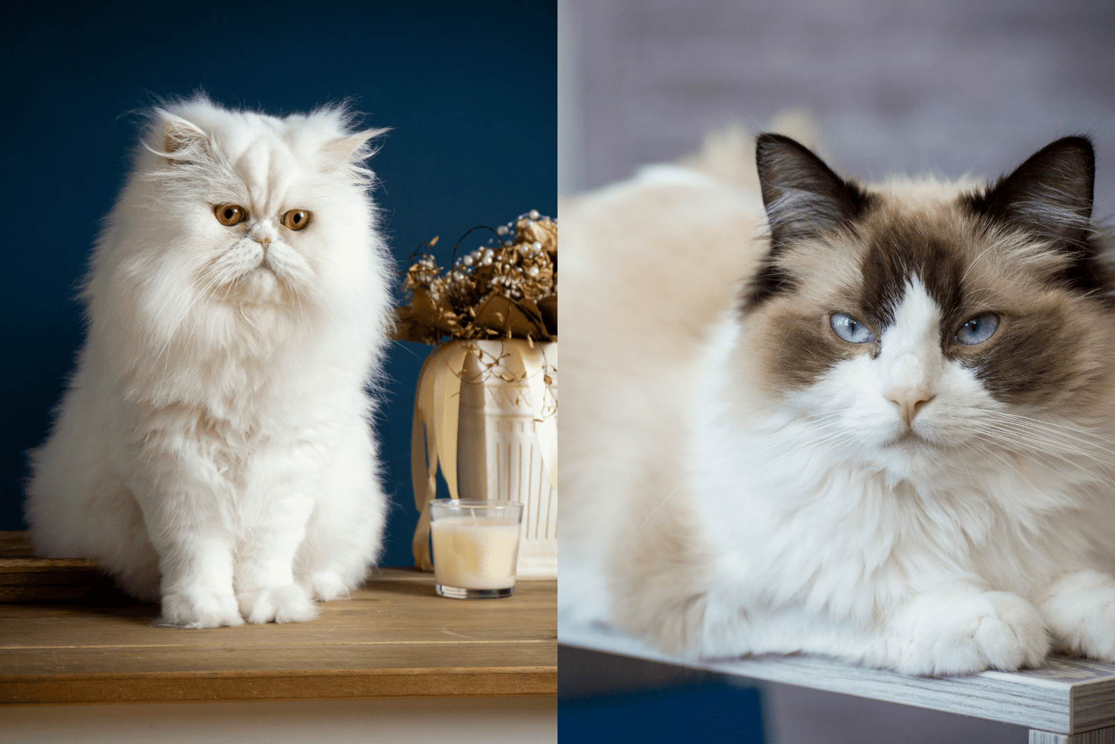 Persian And Ragdoll Cats