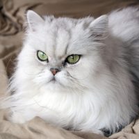 white persian cat