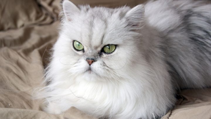 Persian Cat Info And Price Guide