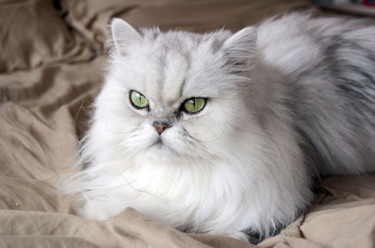 white persian cat