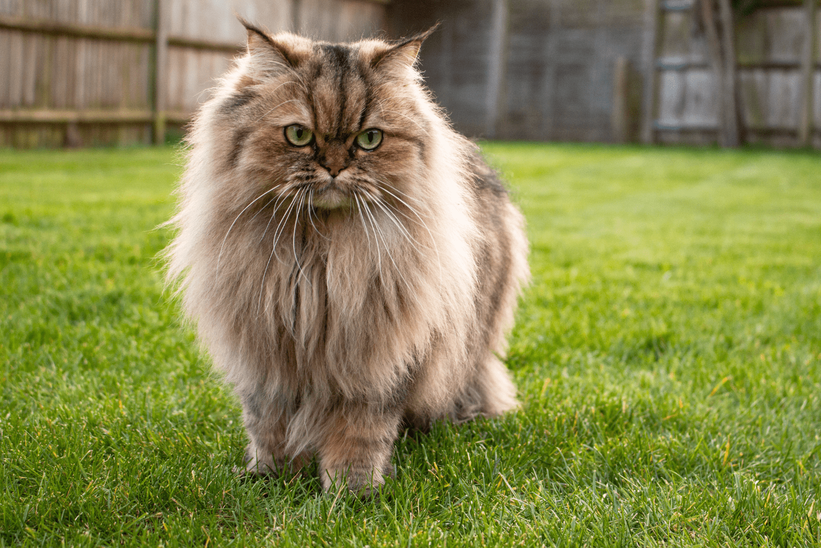 Persian Cat is standing in the garden