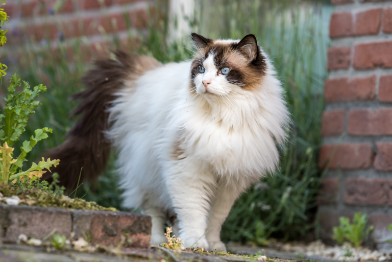 beautiful Persian Ragdoll Mix