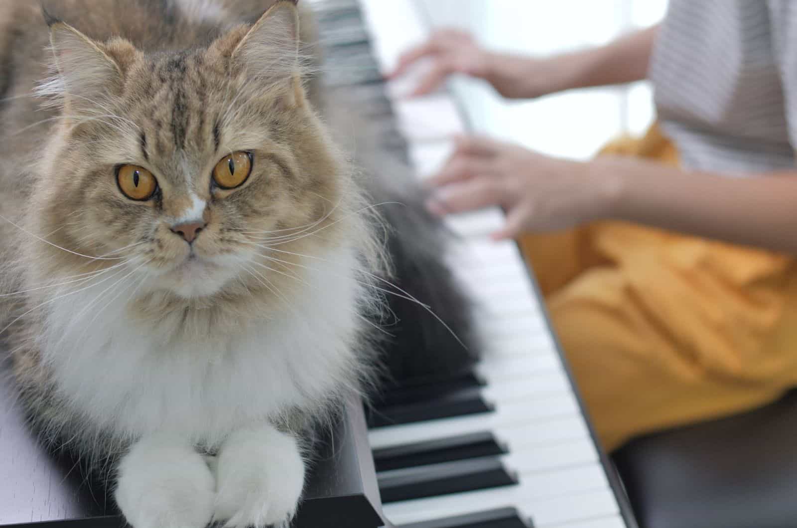Persian cat listening to girl playing piano