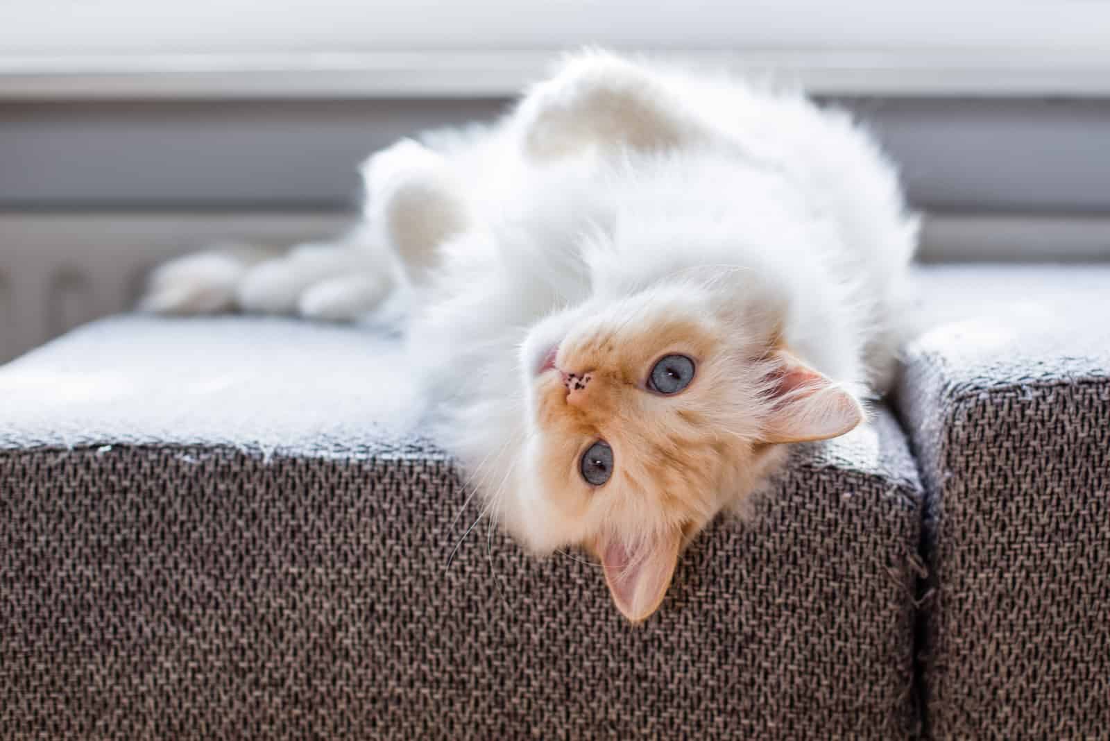 Ragdoll Cat lying on sofa