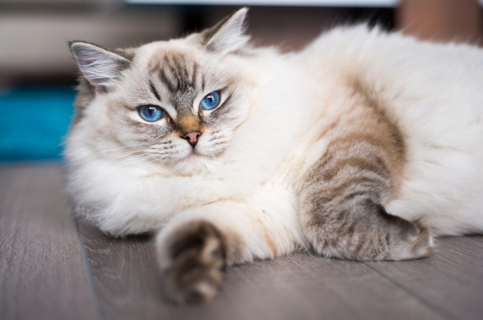 7 Best Ragdoll Breeders In Massachusetts Check Them Out!