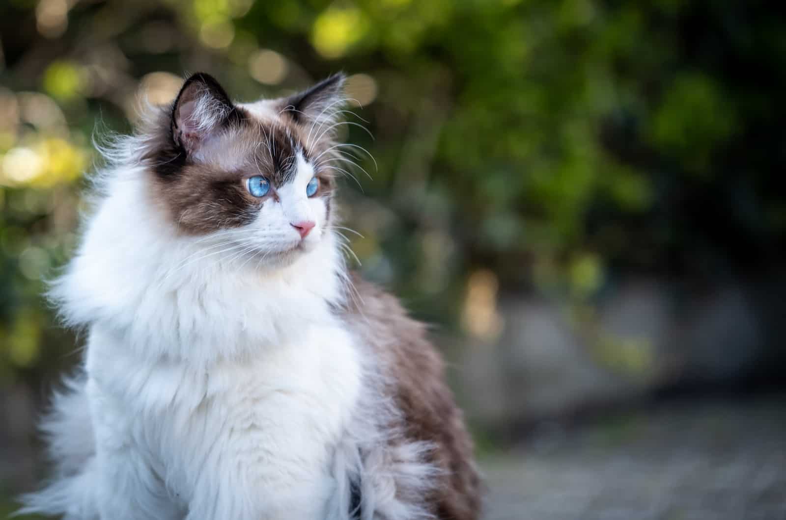 Ragdoll cat outside with harness