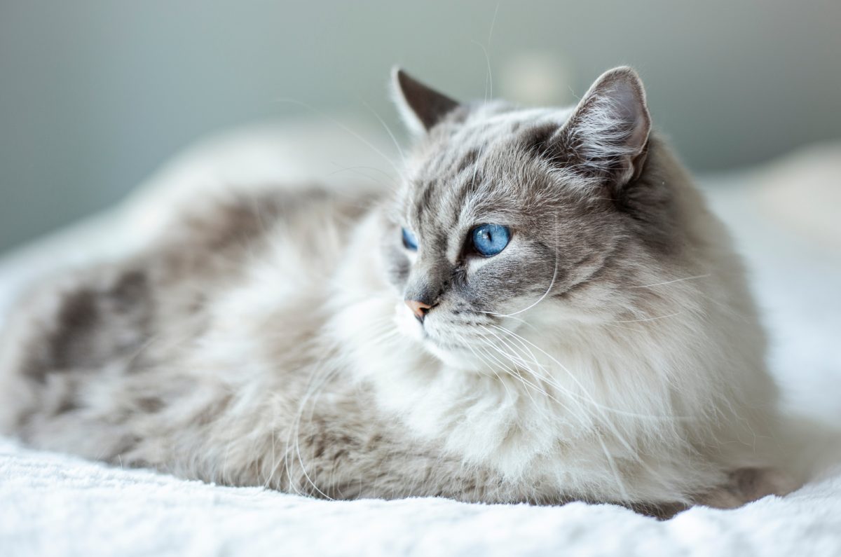 The 7 Best Ragdoll Breeders In Virginia