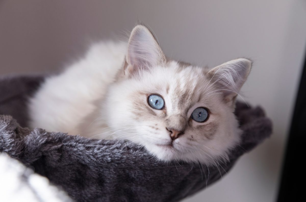 The 5 Best Ragdoll Breeders In Michigan