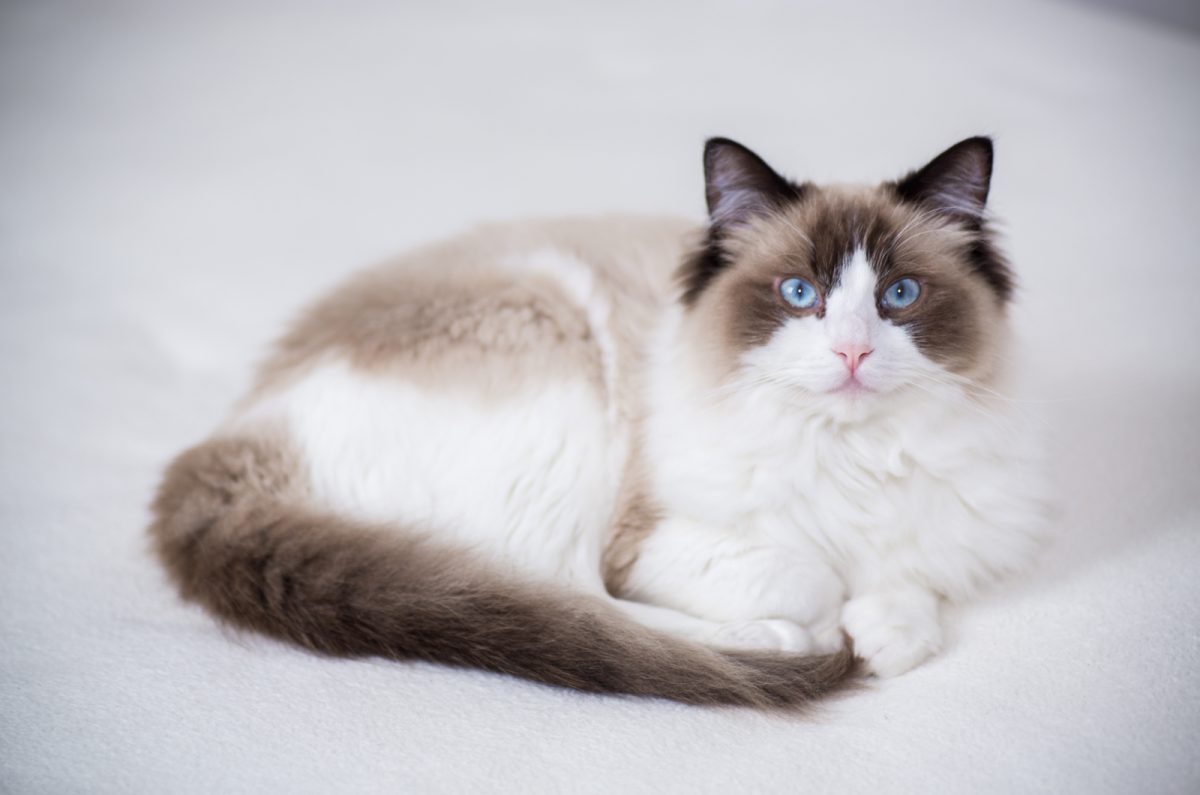 The 5 Best Ragdoll Breeders In Michigan