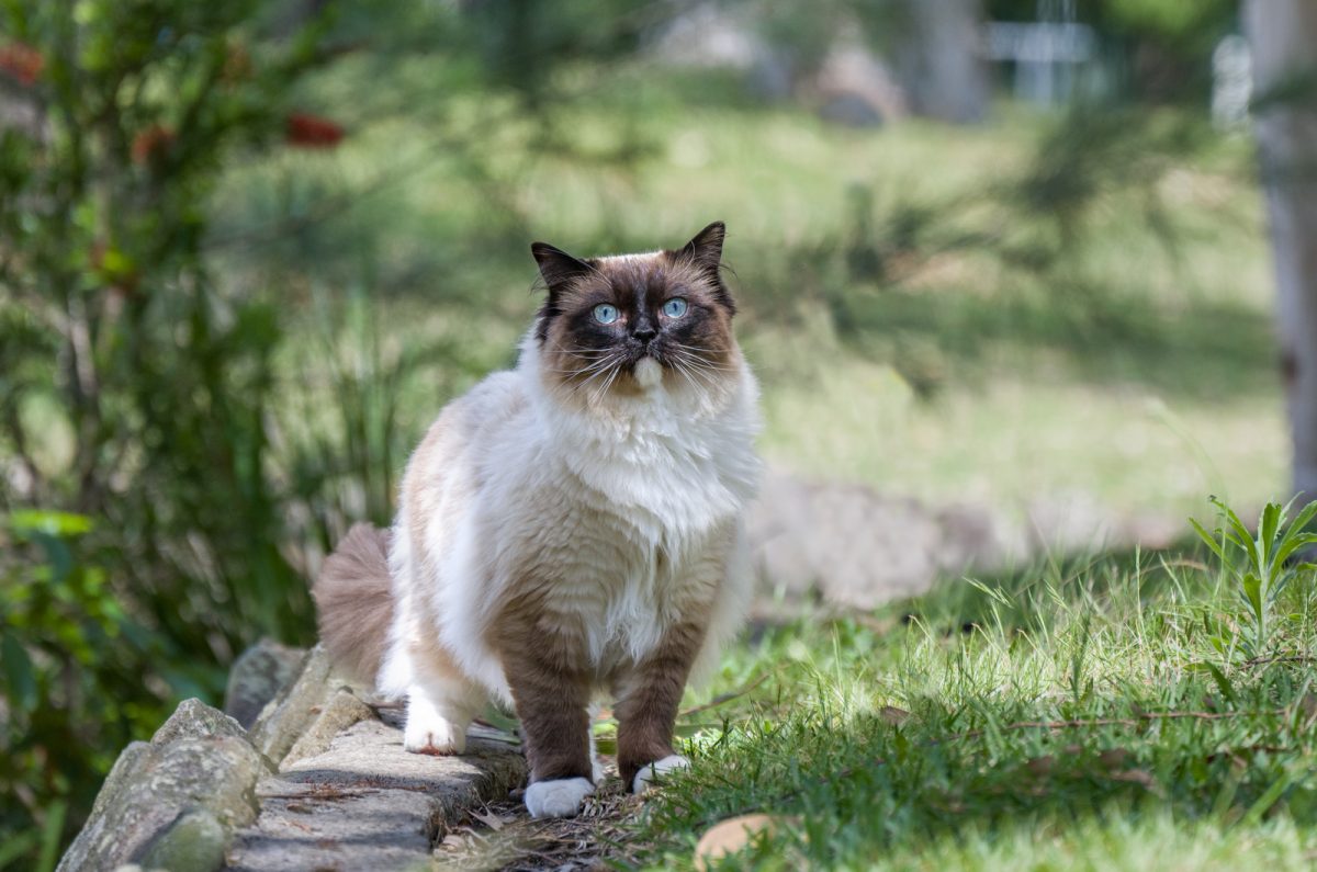 The 7 Best Ragdoll Breeders In Virginia