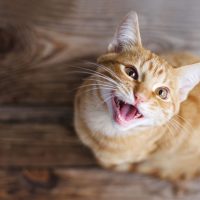 orange cat meowing