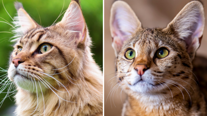 Savannah Maine Coon Mix – Talk About A Majestic Cat!