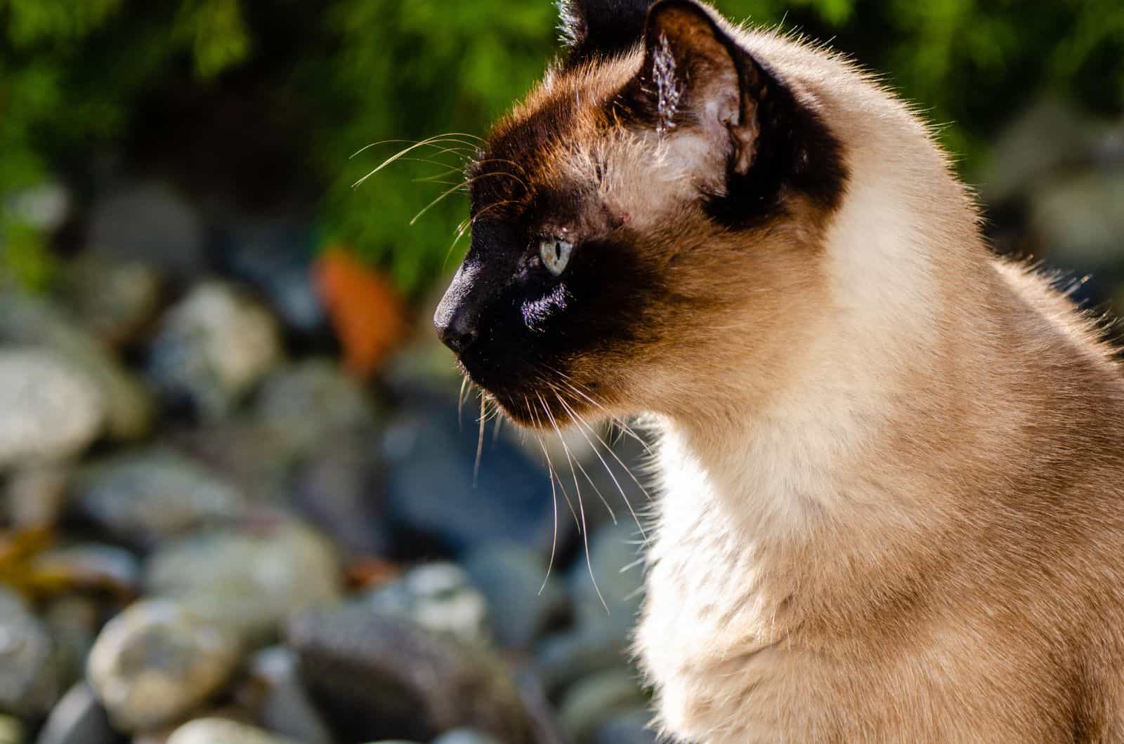 Siamese cat close up in the sun