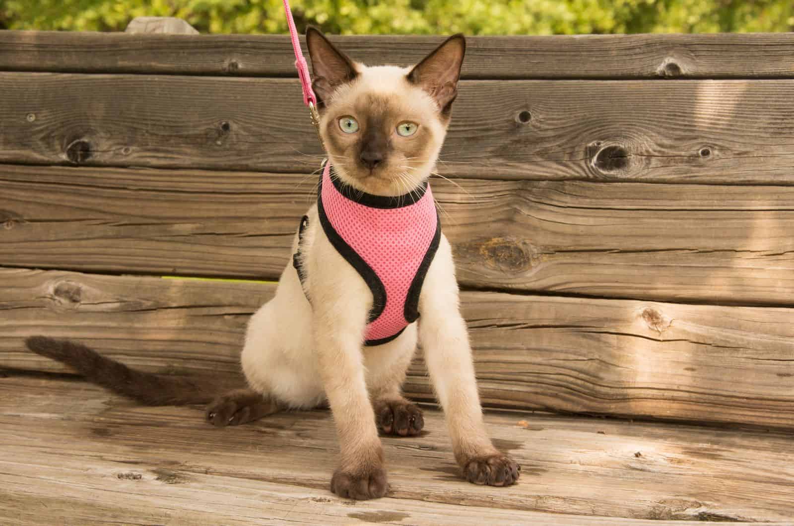  Siamese cat in a pink harness sitting on a wooden bench