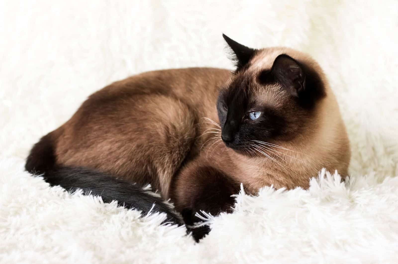 Siamese point cat, with blue eyes, lying on the couch