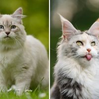 Siberian Cat and Maine Coon Ca