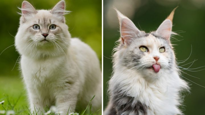 Siberian Cat Vs Maine Coon Cat – What’s All The Fuss?