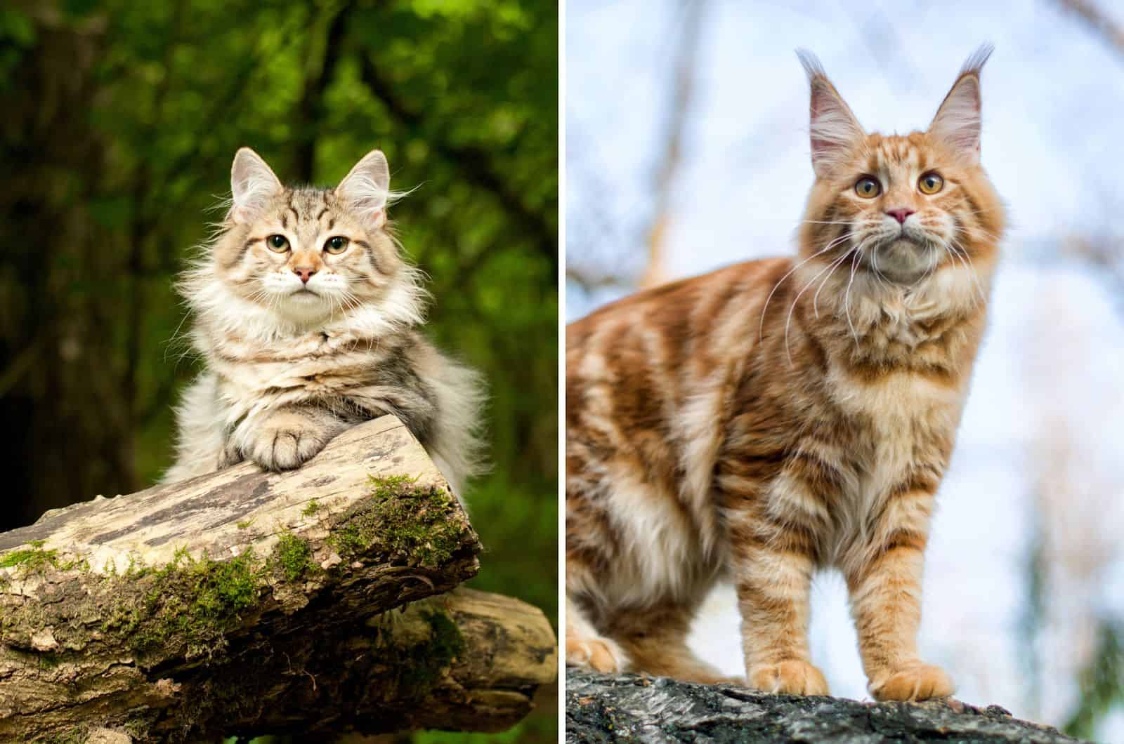 Siberian Cat and Maine Coon Cat side by side
