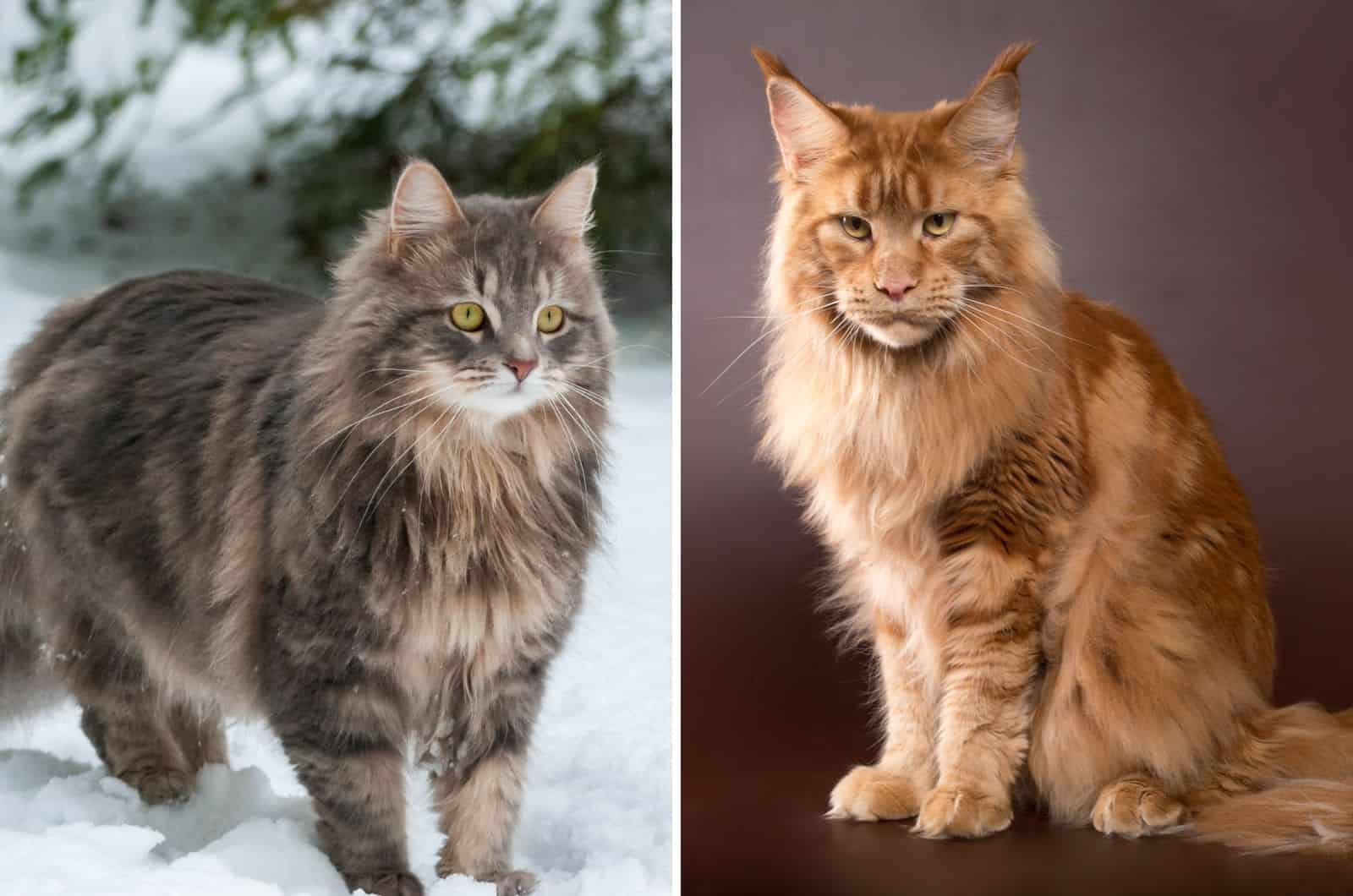 Siberian Cat and Maine Coon Cat