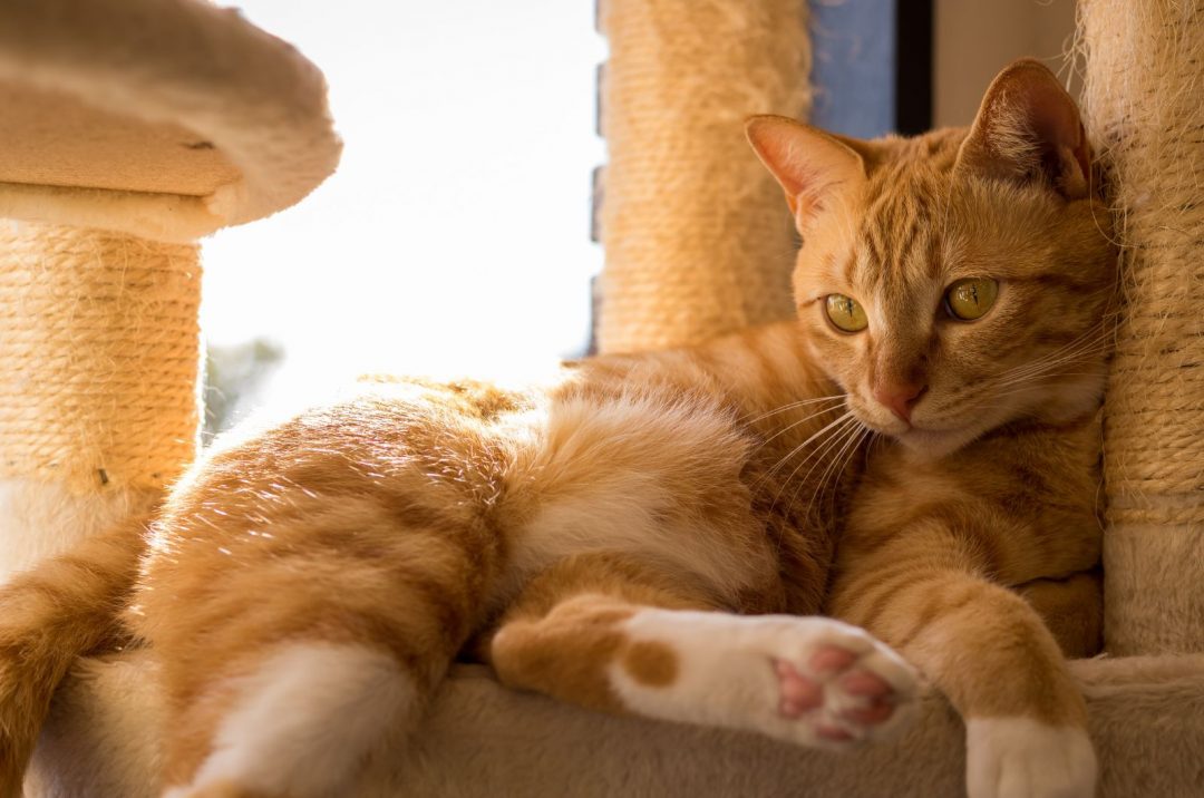 Orange Tabby Cat 23 Facts About These Kitties