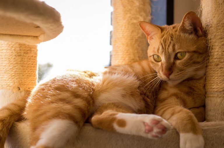 Orange Tabby Cat 23 Facts About These Kitties