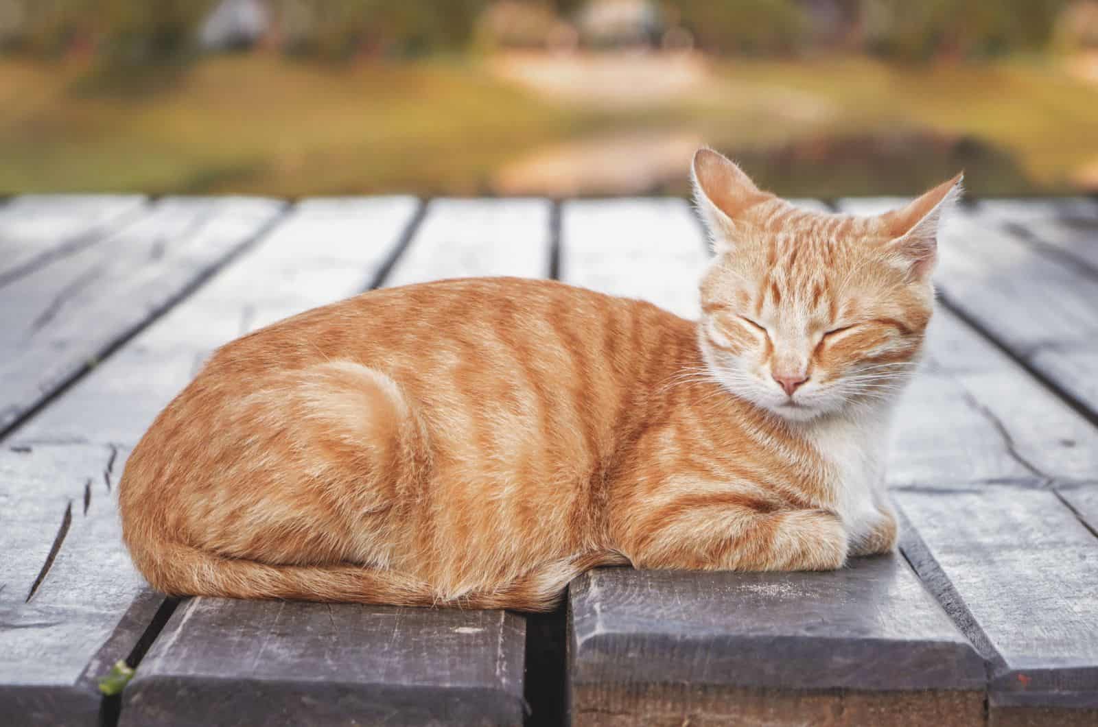 Tabby Cat sitting outside on table