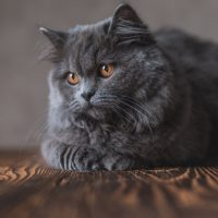 grey longhaired cat