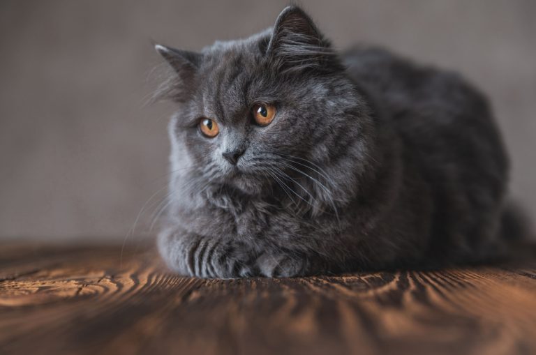 grey longhaired cat