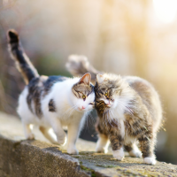 two adorable cats are walking on the wall