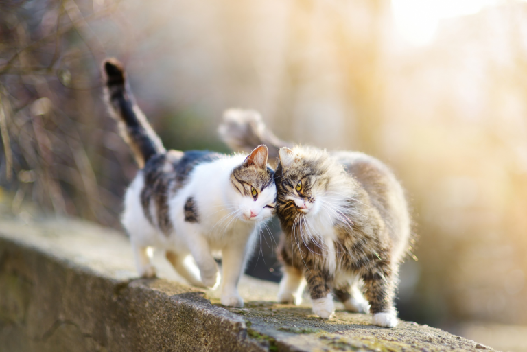 two adorable cats are walking on the wall