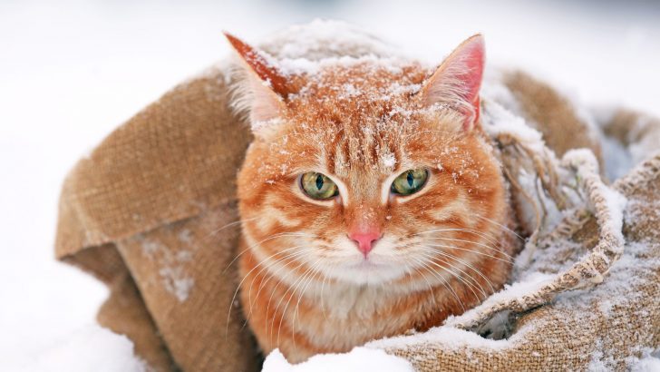 What Temp Is Too Cold For Cats? Find Out Now!