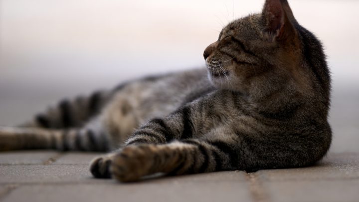 When To Euthanize A Cat With IBD? Everything You Need To Know