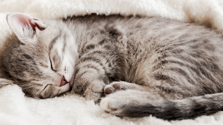 Where Should My Kitten Sleep On The First Night?
