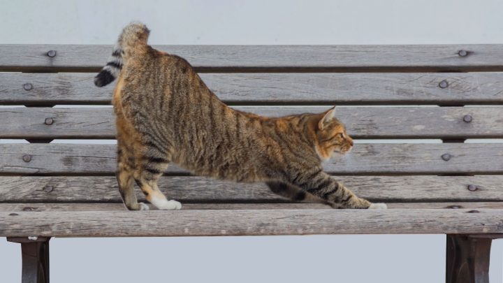 Why Do Cats Raise Their Butts? 7 Fascinating Reasons