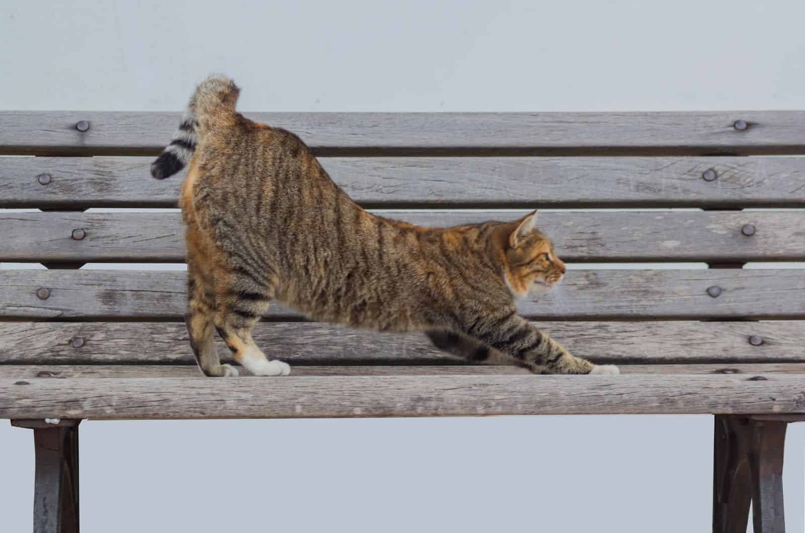 Why Do Cats Raise Their Butts? 7 Fascinating Reasons