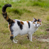 a beautiful cat with raised tail is standing in the field